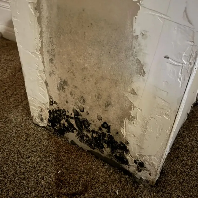 Professional Mold Removal in Alamo, NV